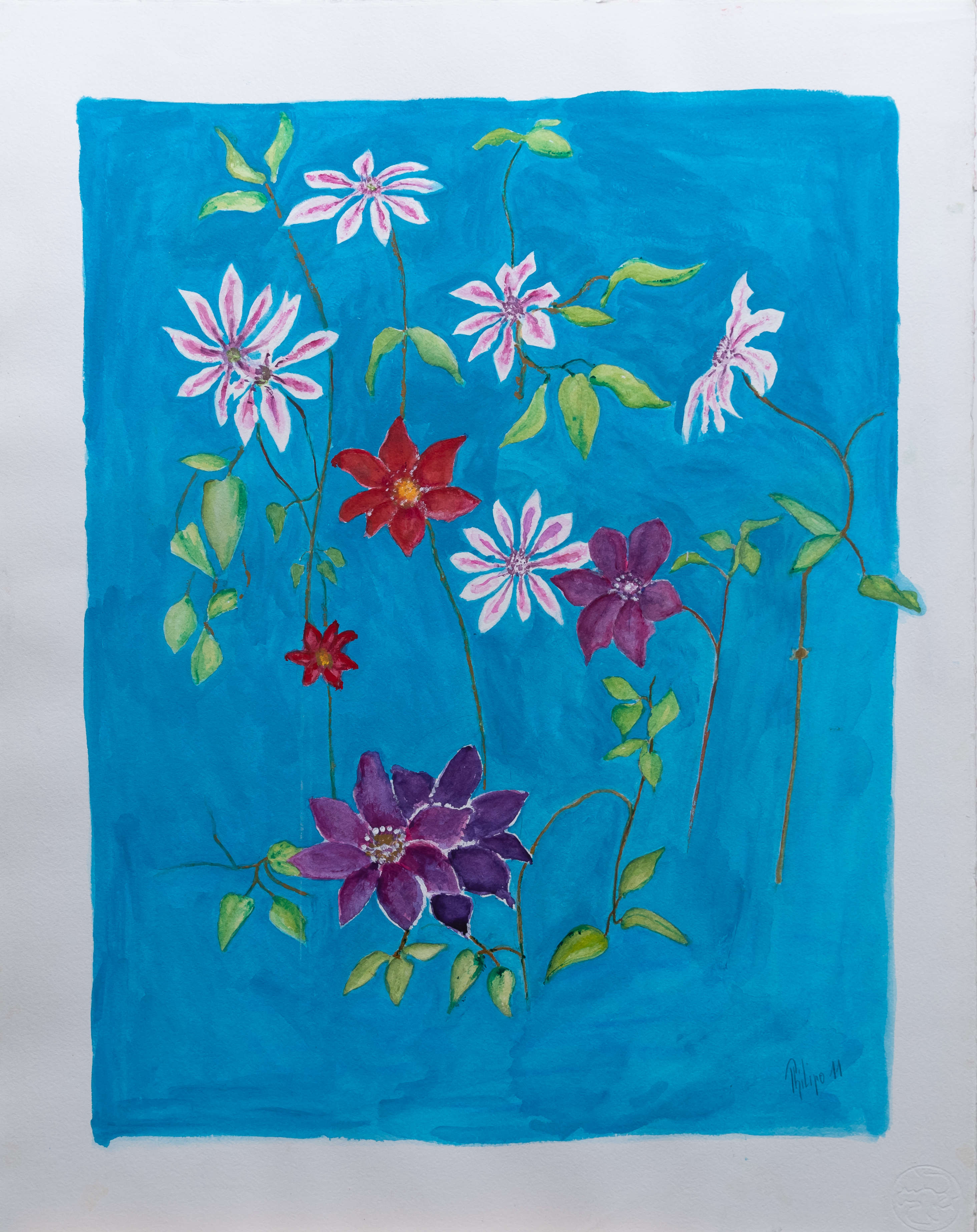 Clematis