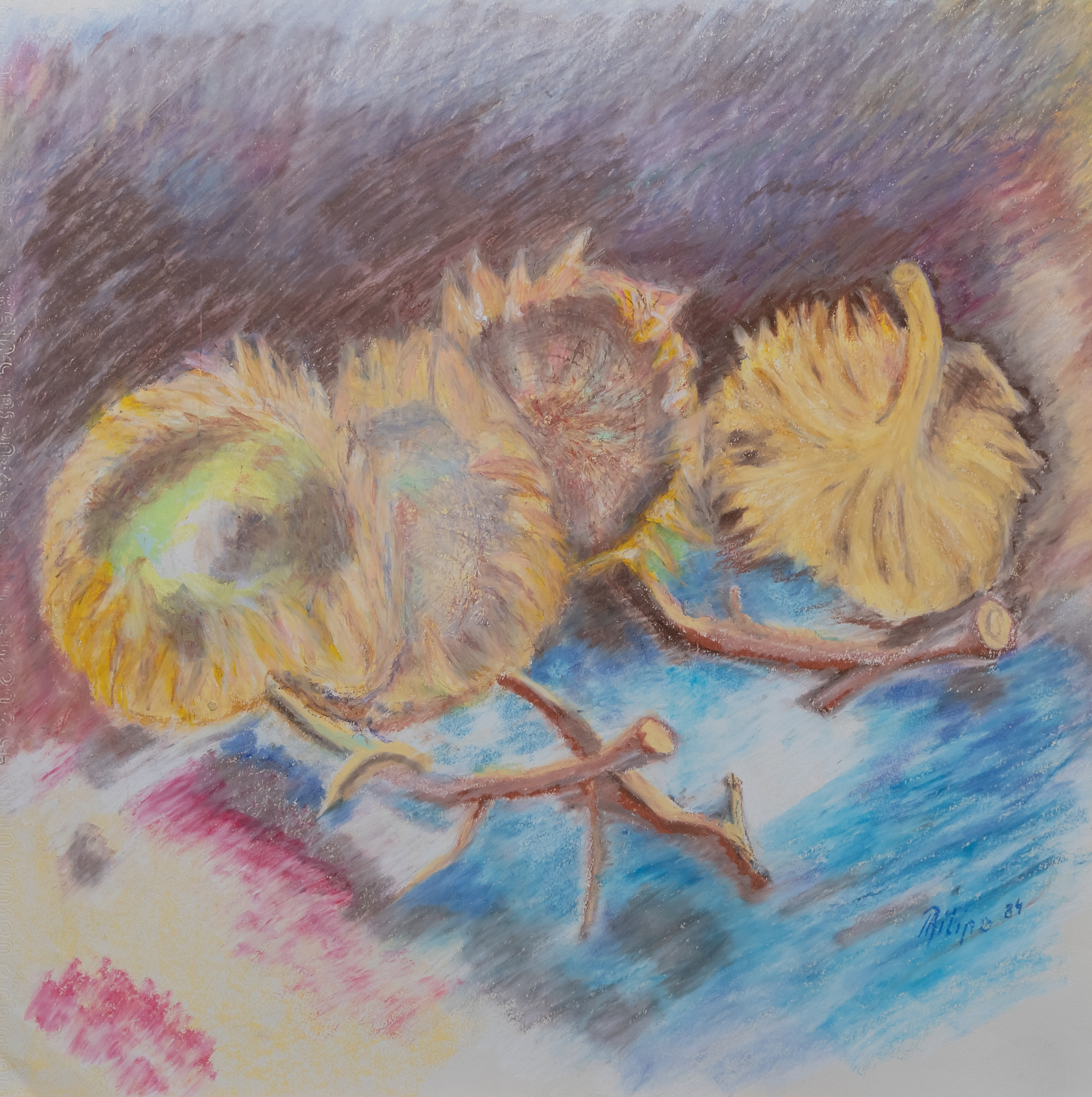 Sonnenblumen verblüht