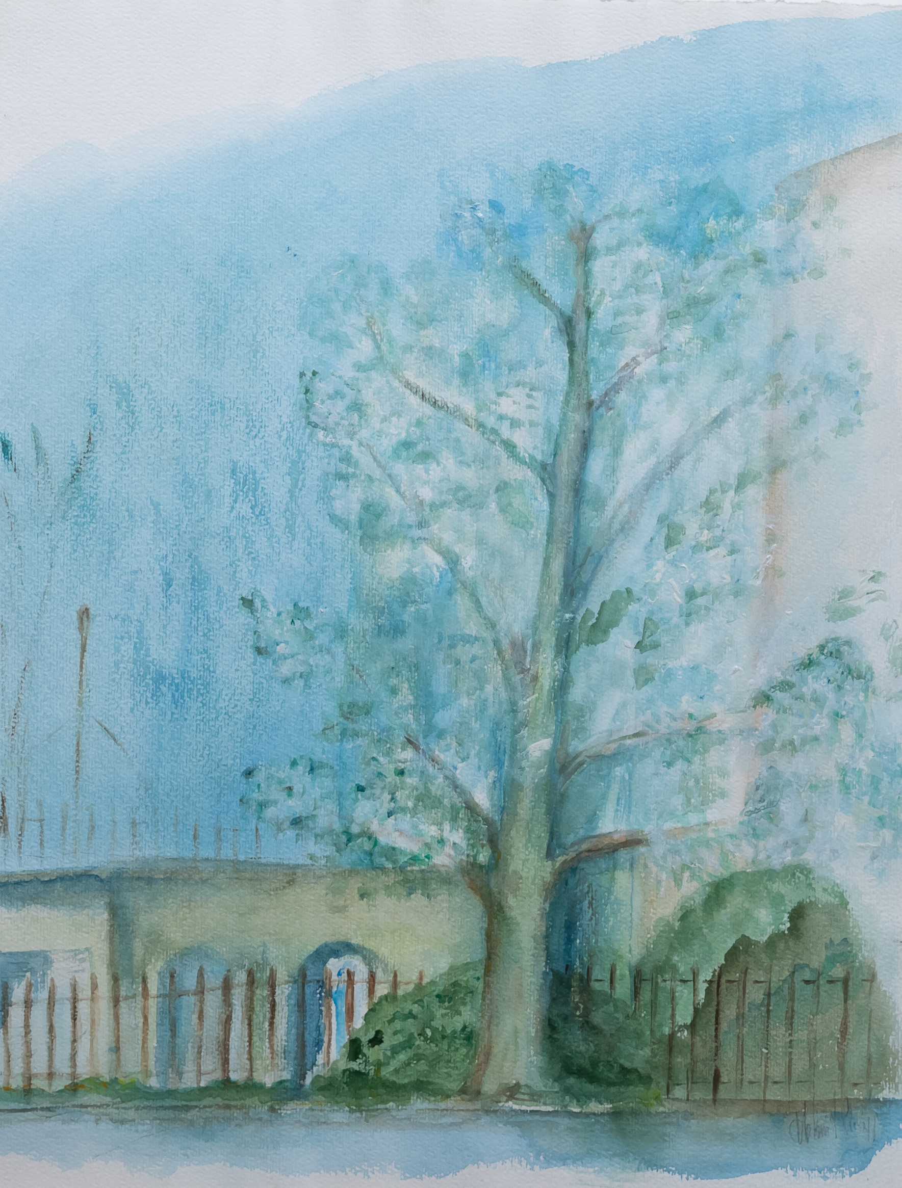 Birnbaum Kirchgasse am Blühen