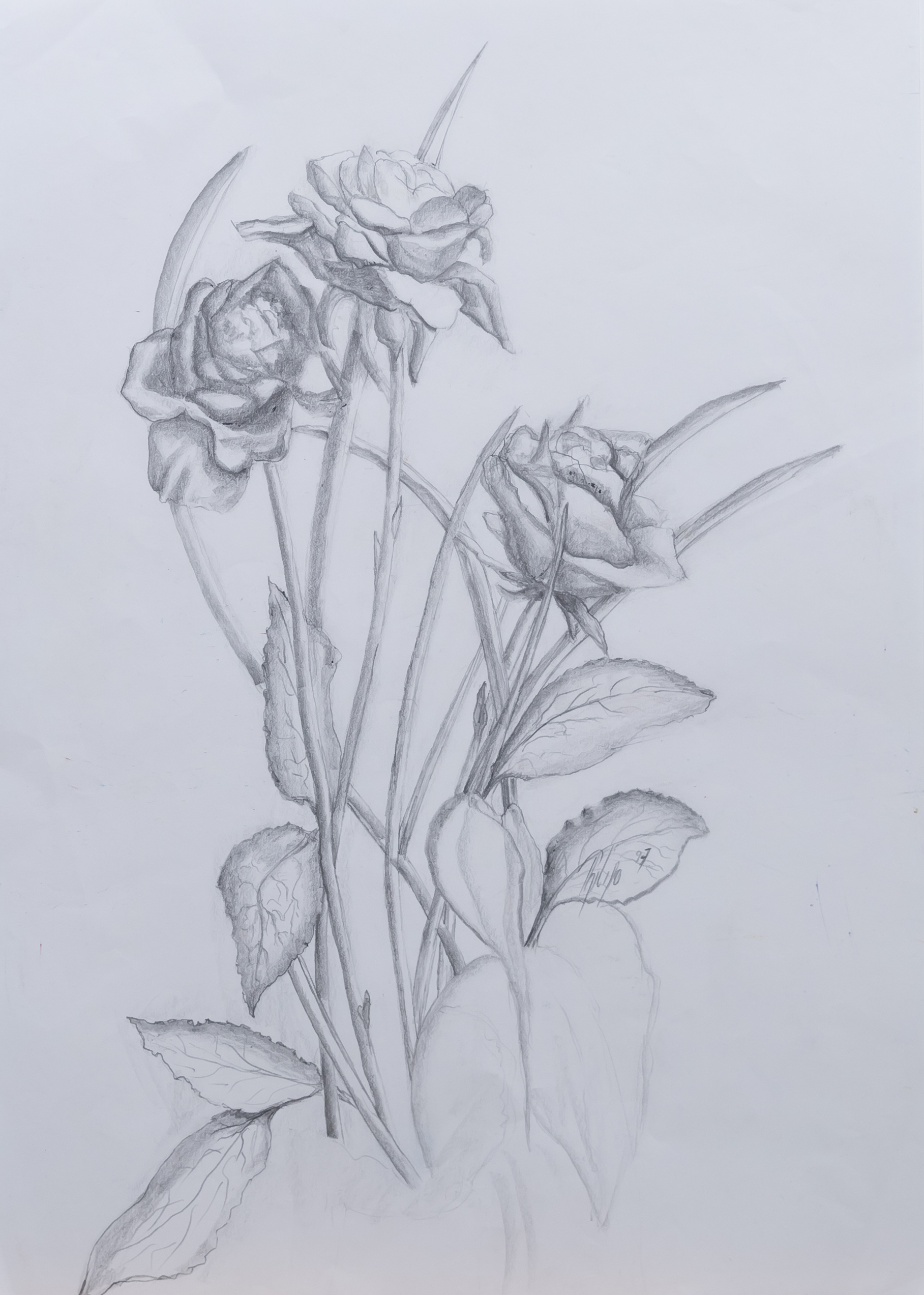 drei Rosen
